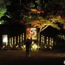 ーひごあかりー２０２４～ⅺ