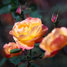 晩秋　バラの花