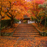 京都 安楽寺の散紅葉