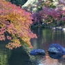 秋の成田山公園