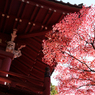 秋の本土寺