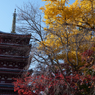 秋の本土寺
