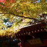 秋の本土寺