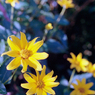 KODAKで黄色いものを撮りたかったので(3)