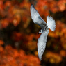 紅葉で映えるクロハラアジサシの若鳥