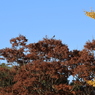 鳥が鳴く