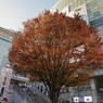 駅前広場のケヤキ
