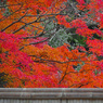 塀の中は紅の海　P1059537zz