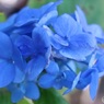 季節外れの紫陽花