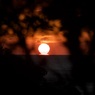藪から夕陽