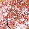 冬紅葉１