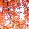 冬紅葉２