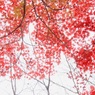冬紅葉３