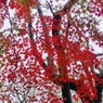 冬紅葉４