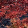 冬紅葉４