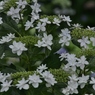 梅雨の草花は美しい　⑦