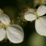 梅雨の草花は美しい　⑩