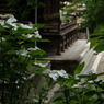 梅雨の草花は美しい　　⑪