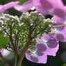 梅雨の草花は美しい　　⑬