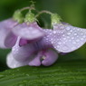 梅雨の草花は美しい　　⑰