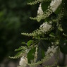 梅雨の草花は美しい　　⑱