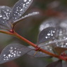 梅雨の草花は美しい　　⑲