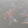 烏ヶ森公園の池の鯉（12月7日）