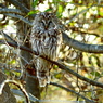 正面からフクロウ先生