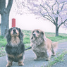 自己満photo/4月