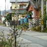 写真句：いとしの枯れ4：道の辺の枯れ：NTW534