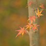 紅葉最終便