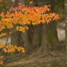 紅葉最終便#2
