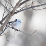 野鳥_Dec2024