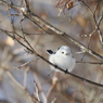 野鳥_Dec2024