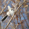 野鳥_Dec2024