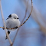 野鳥_Dec2024