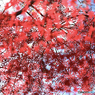 【写真展 Maze Q4CY24】紅葉のカーテン