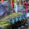 箱根神社の龍神水
