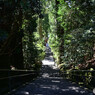箱根神社の正参道