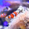 カクレクマノミ