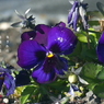 写真句：道端の花１
