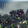 写真歌：道端の花２