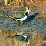 新春探鳥 ～田鳧～