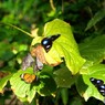 生物園２０２５～ⅱ