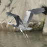 野鳥散策日記  アオサギ
