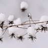 雪を纏うヒッツキムシ