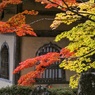 永源寺　モミジ