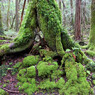 苔むす樹海内