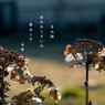 写真句：いとしの枯れ：冬の朝