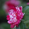 マーブル山茶花